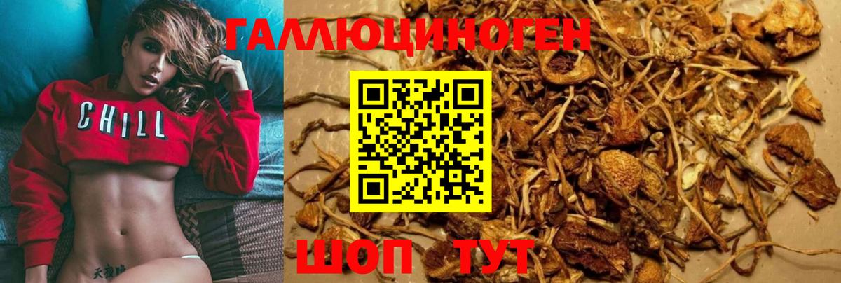 Псилоцибиновые грибы Psilocybine cubensis Губкин